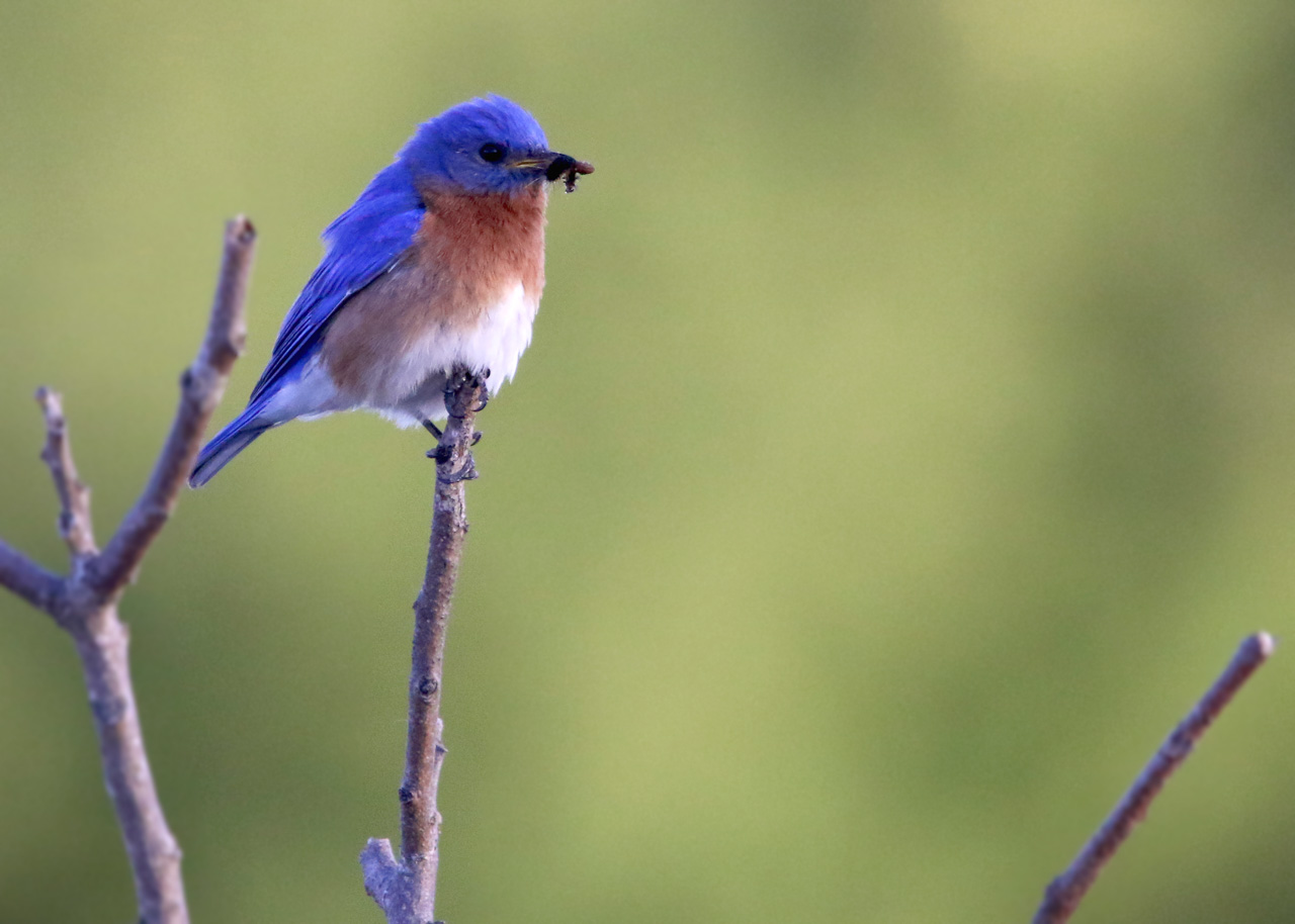 Eastern Bluebird