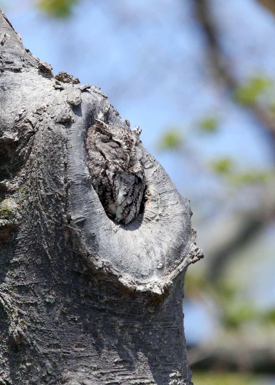 Point Pelee & Algonquin Park Trip Report (May 5 – 16, 2026)