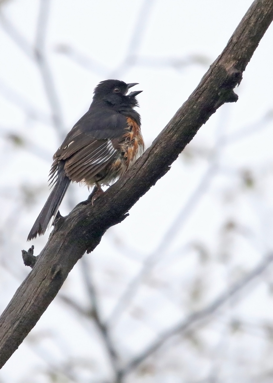 Eastern Towhee