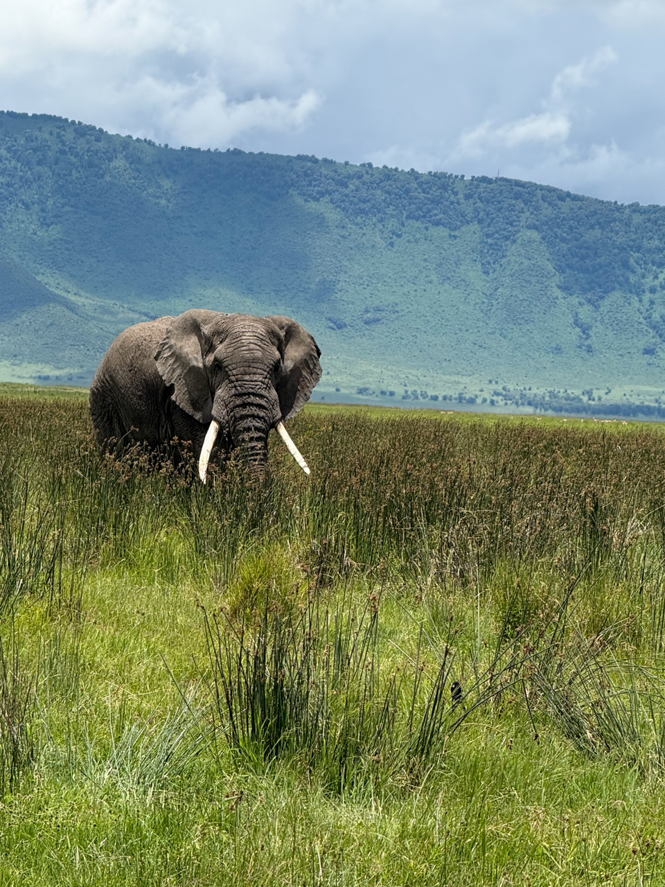 Elephant, Ngorongoro