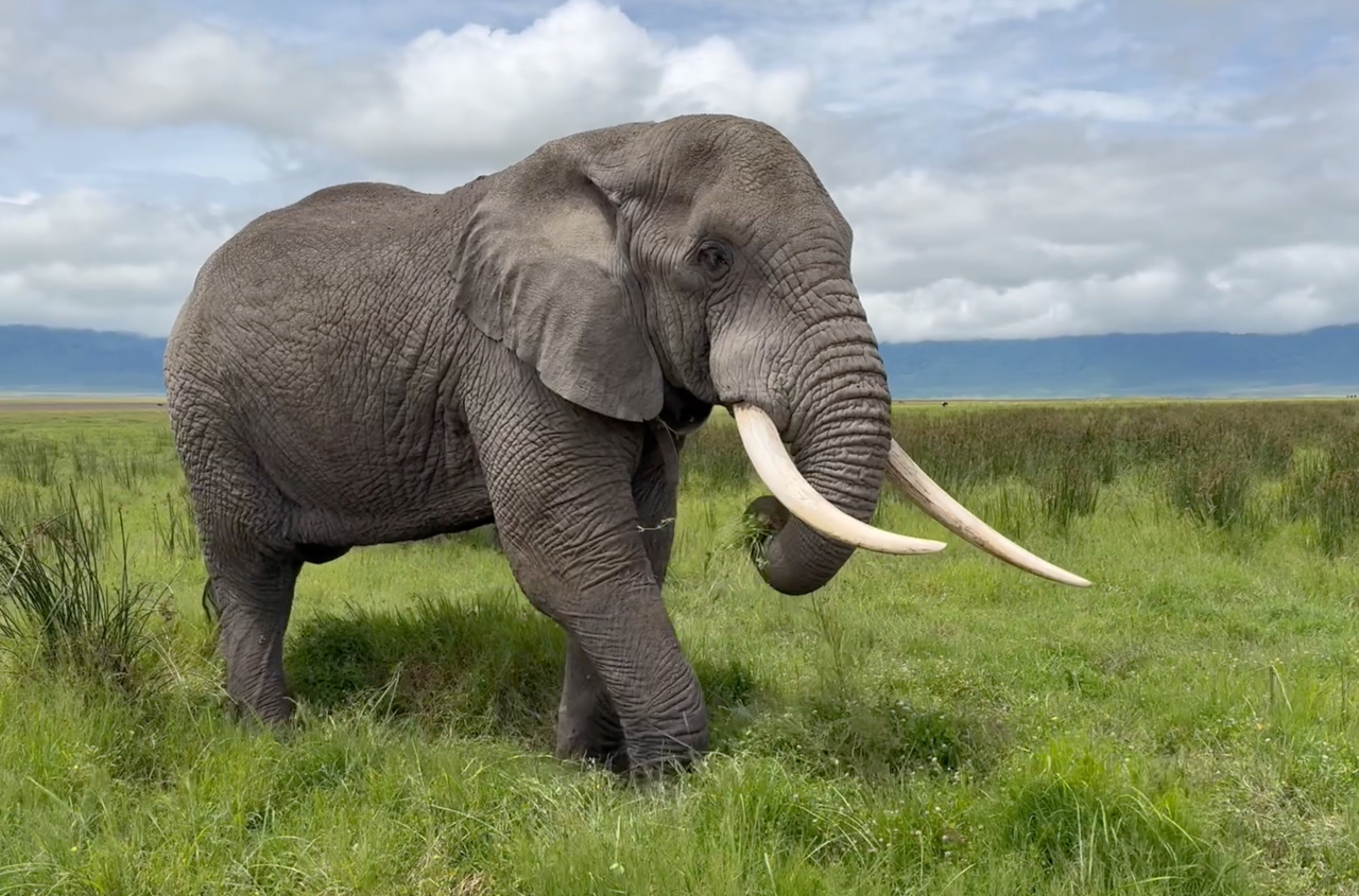 Elephant