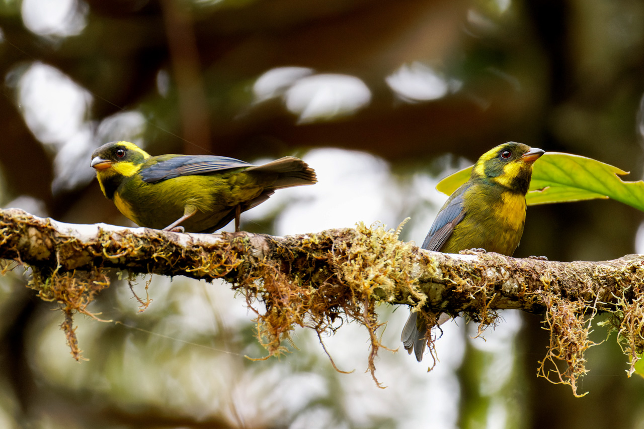 Gold-ringed Tanager