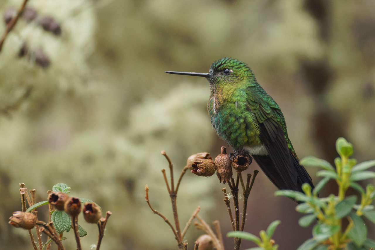 Golden-breasted Puffleg