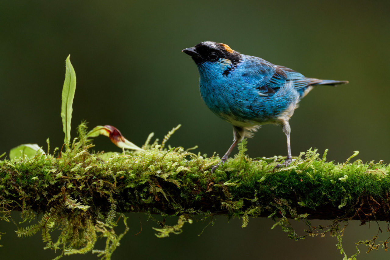Golden-naped Tanager