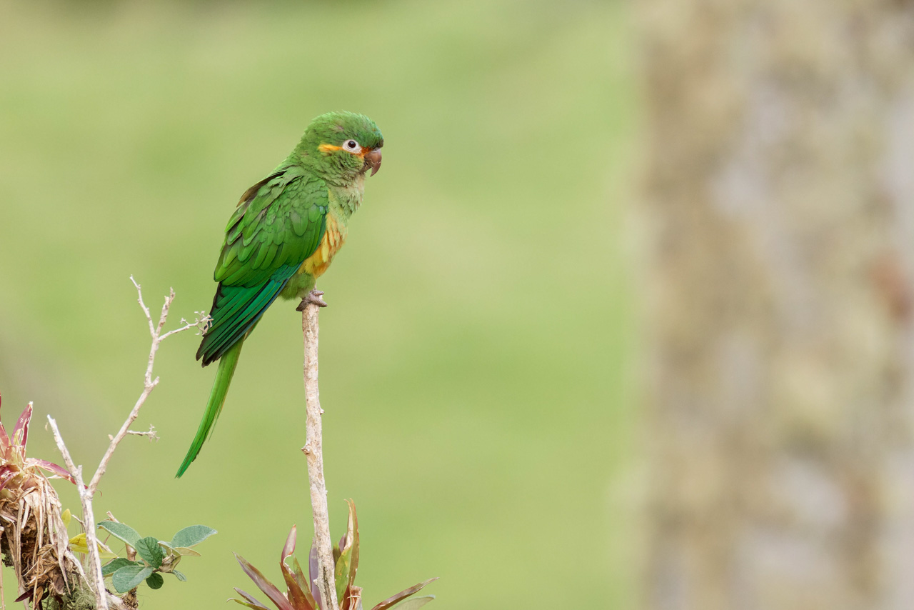 Golden-plumed Parakeets