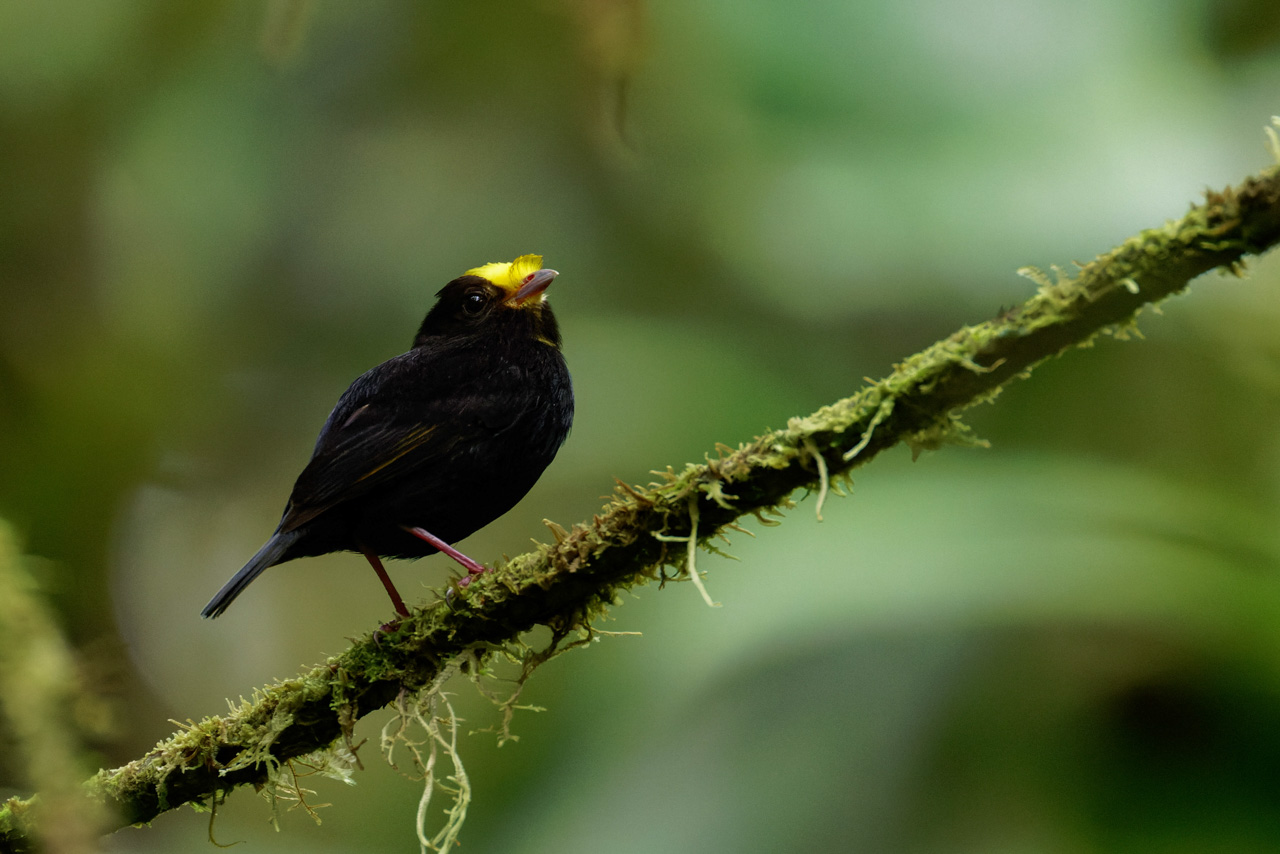 Golden-winged Manakin