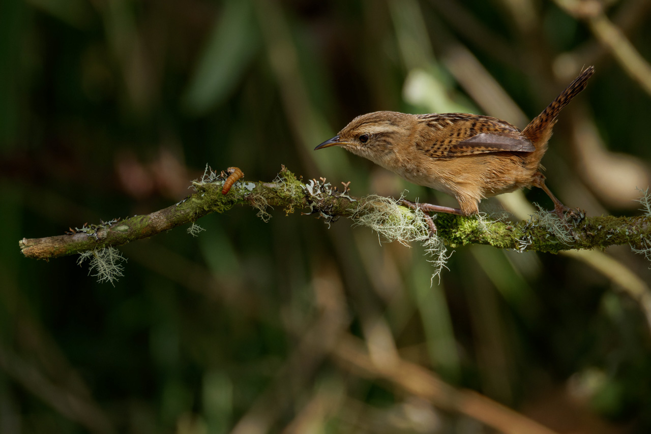 Grass Wren