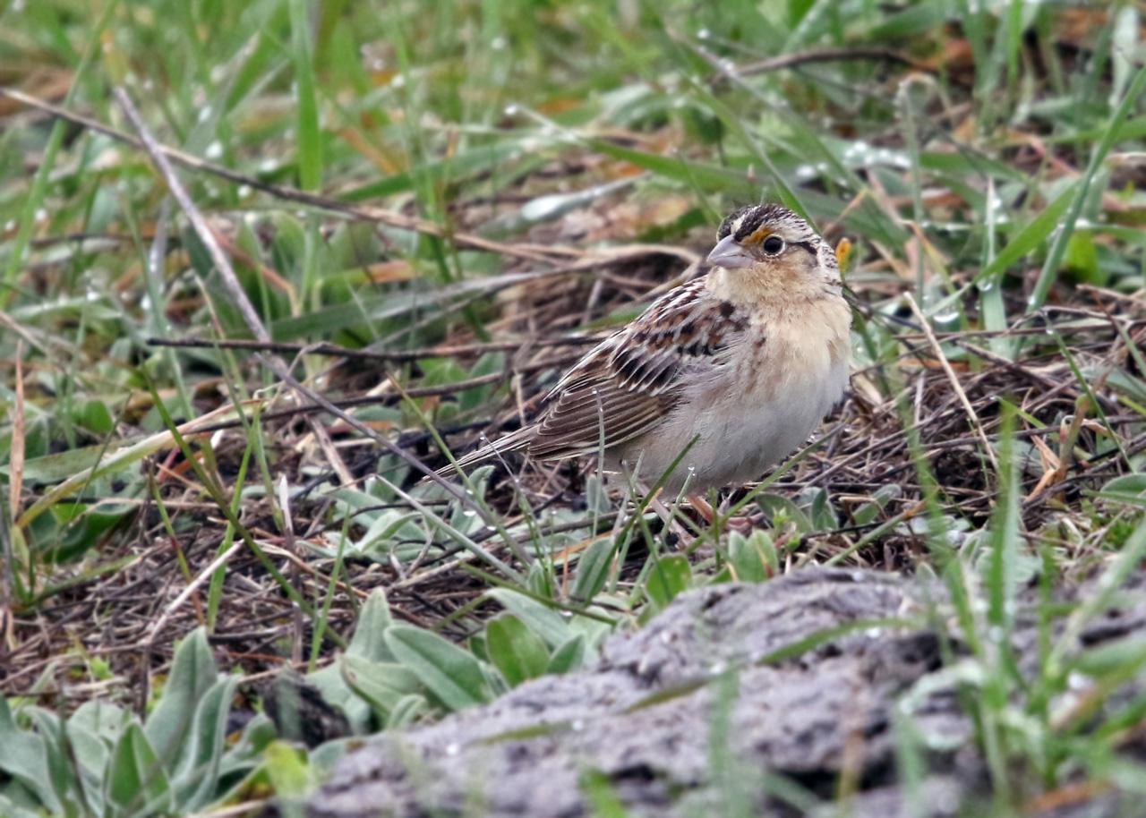 Grasshopper Sparrow