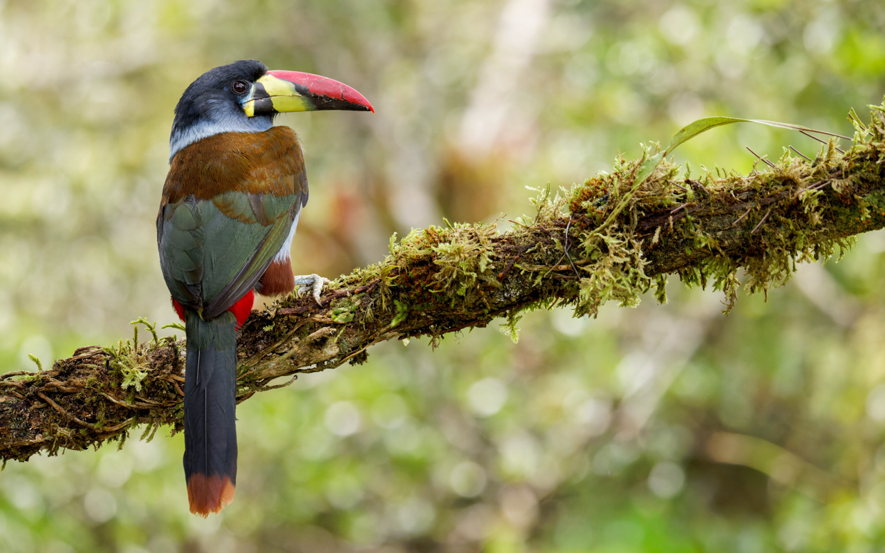 Gray-breasted Mountain-Toucan