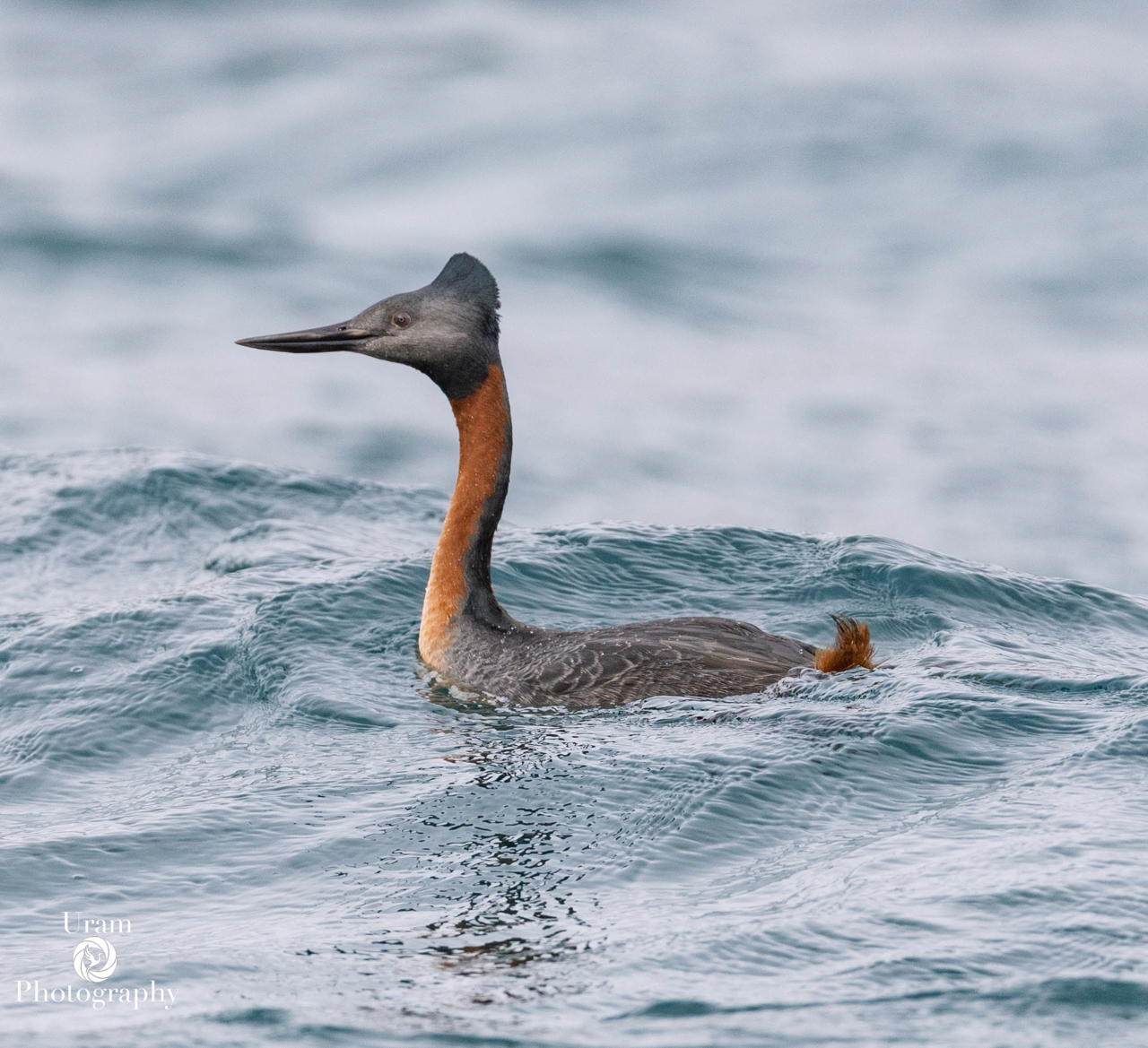 Great Grebe