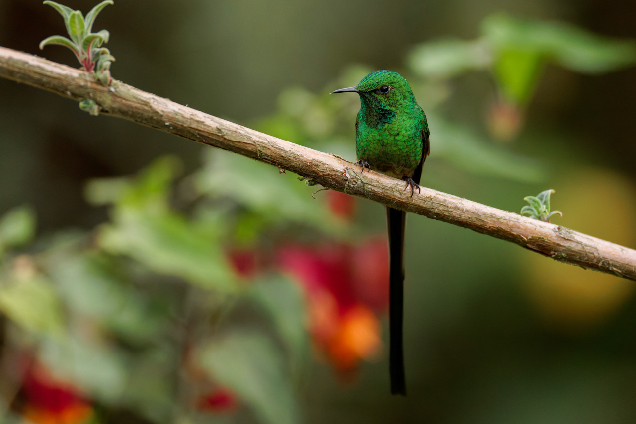 Green-tailed Trainbearer