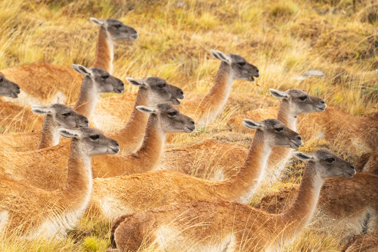 Guanacos