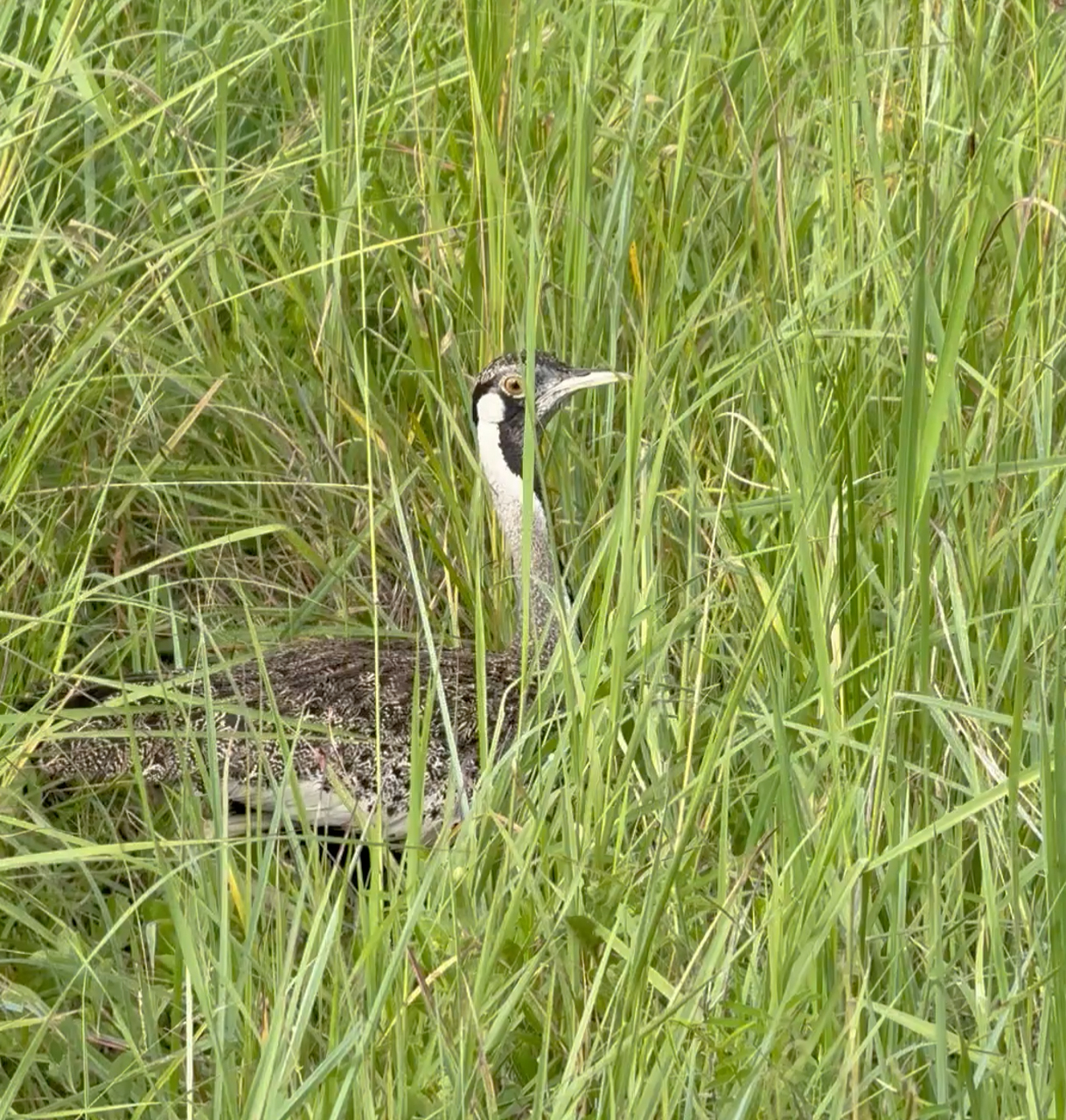 Hartlaub's Bustard