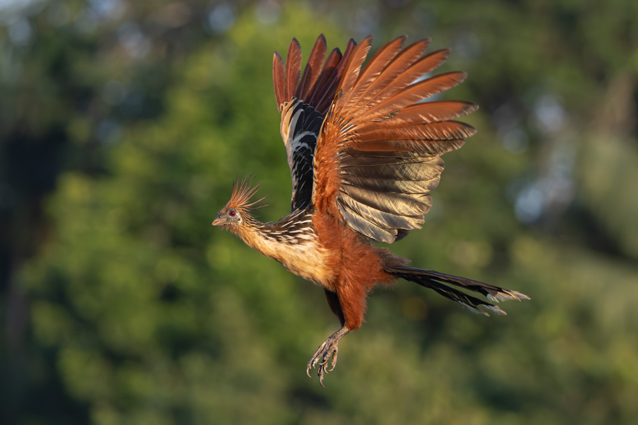 Hoatzin