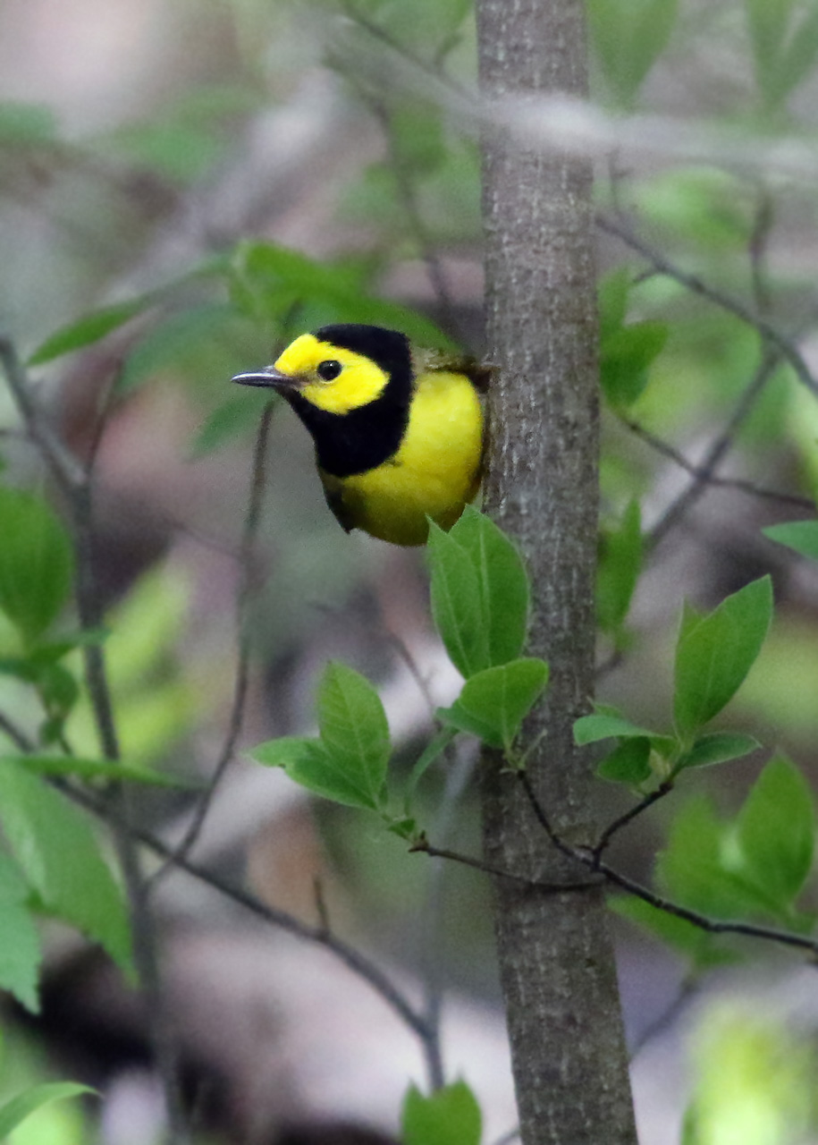 Point Pelee & Algonquin Park Trip Report (May 5 – 16, 2026)