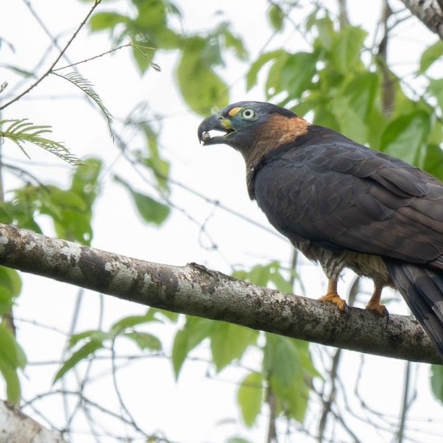 Hook-billed Kite