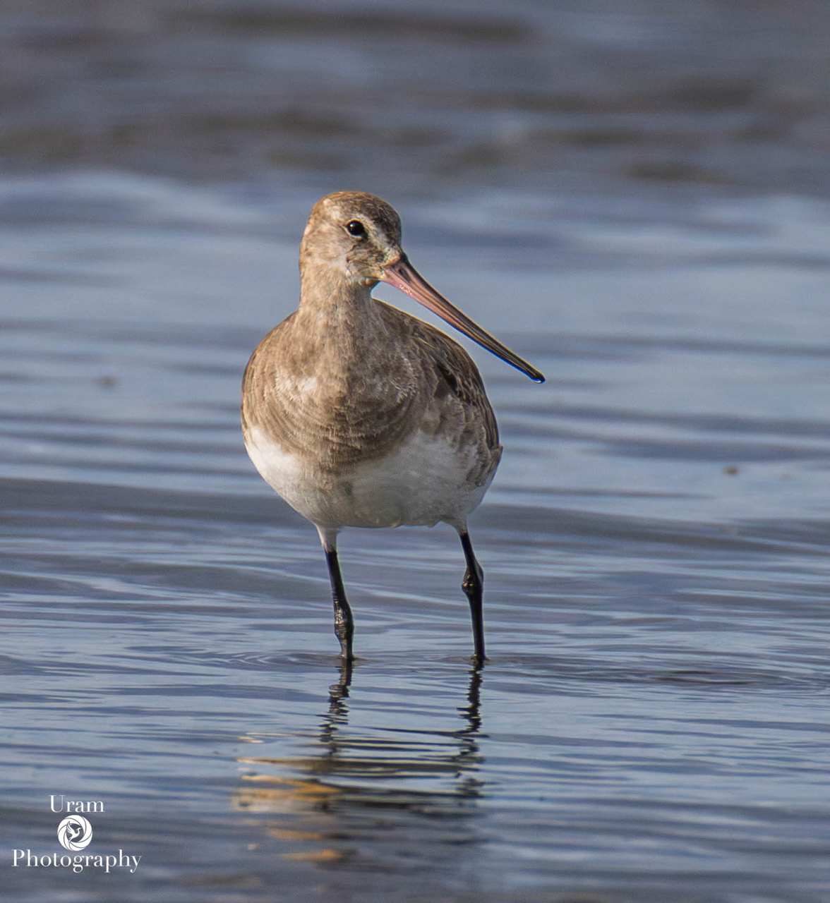 Hudsonian Godwit