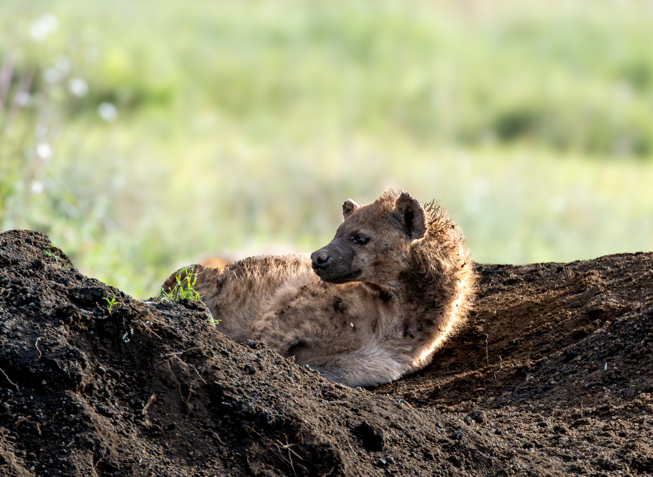 Hyena