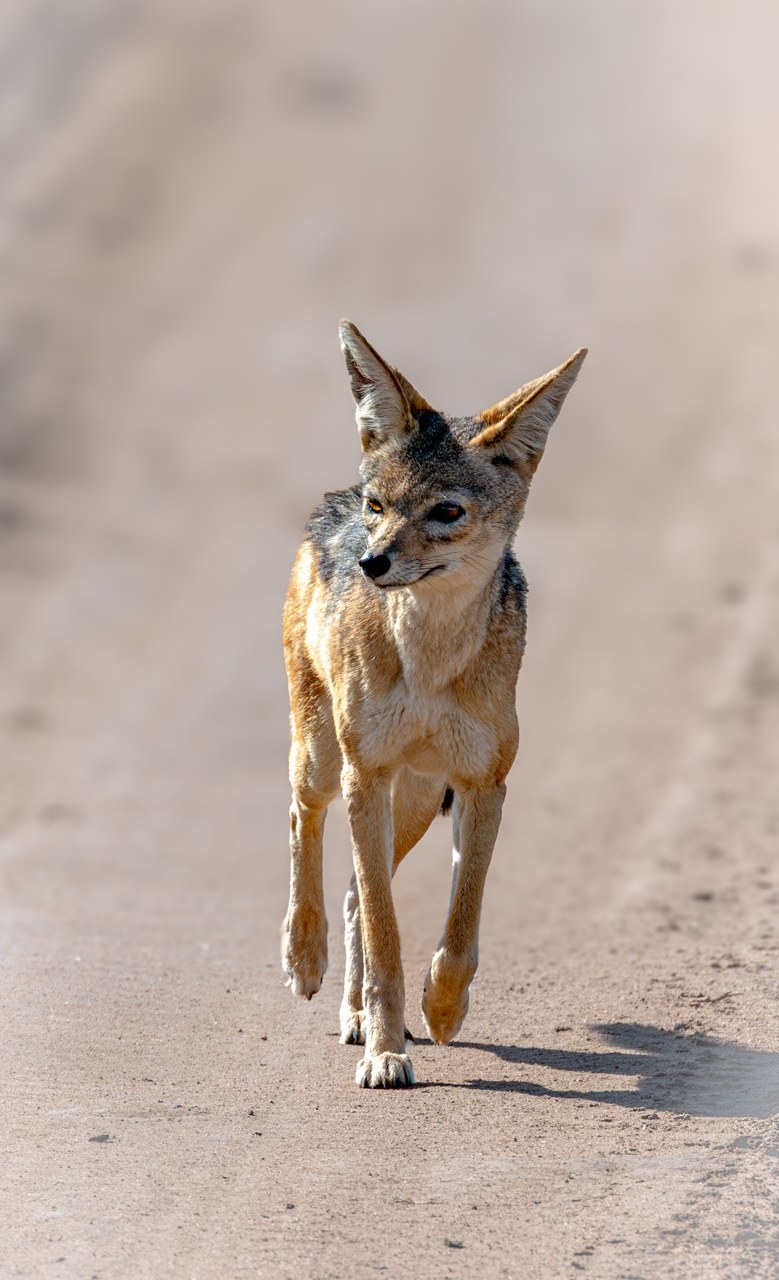 Jackal