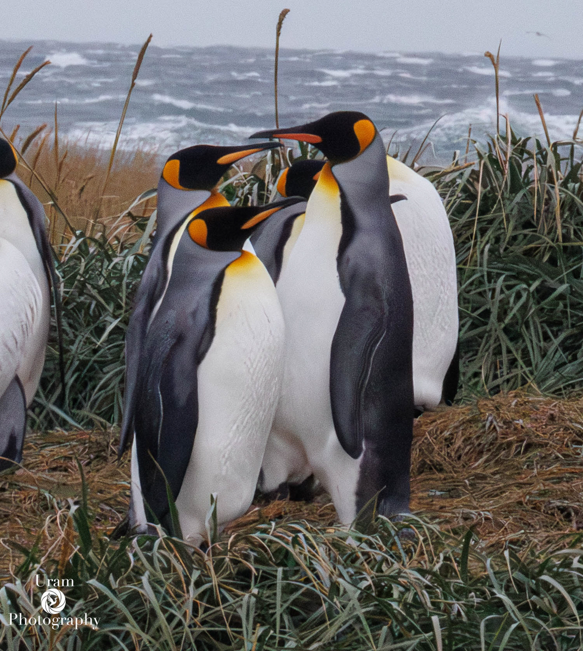 King Penguins