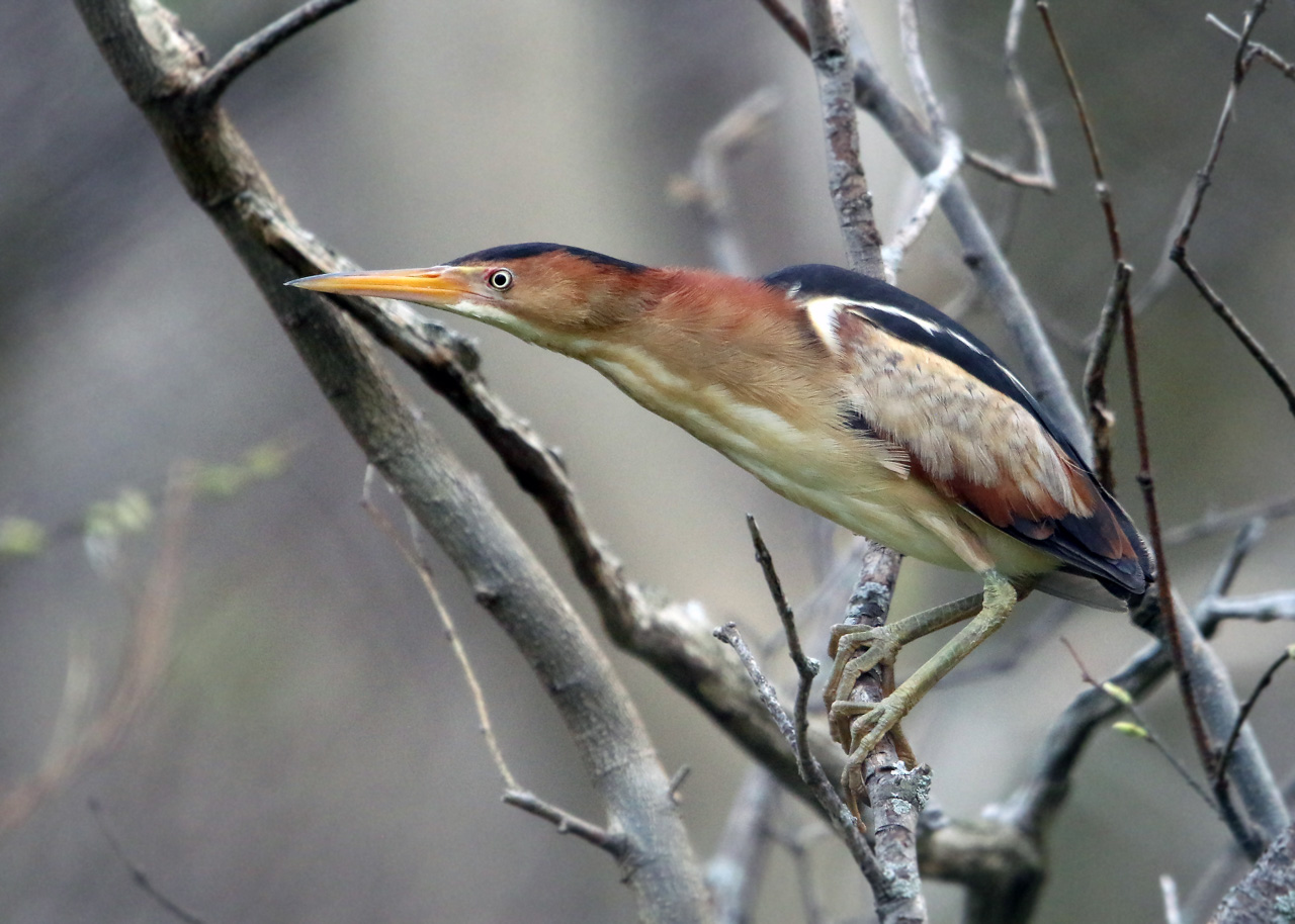 Point Pelee & Algonquin Park Trip Report (May 5 – 16, 2026)
