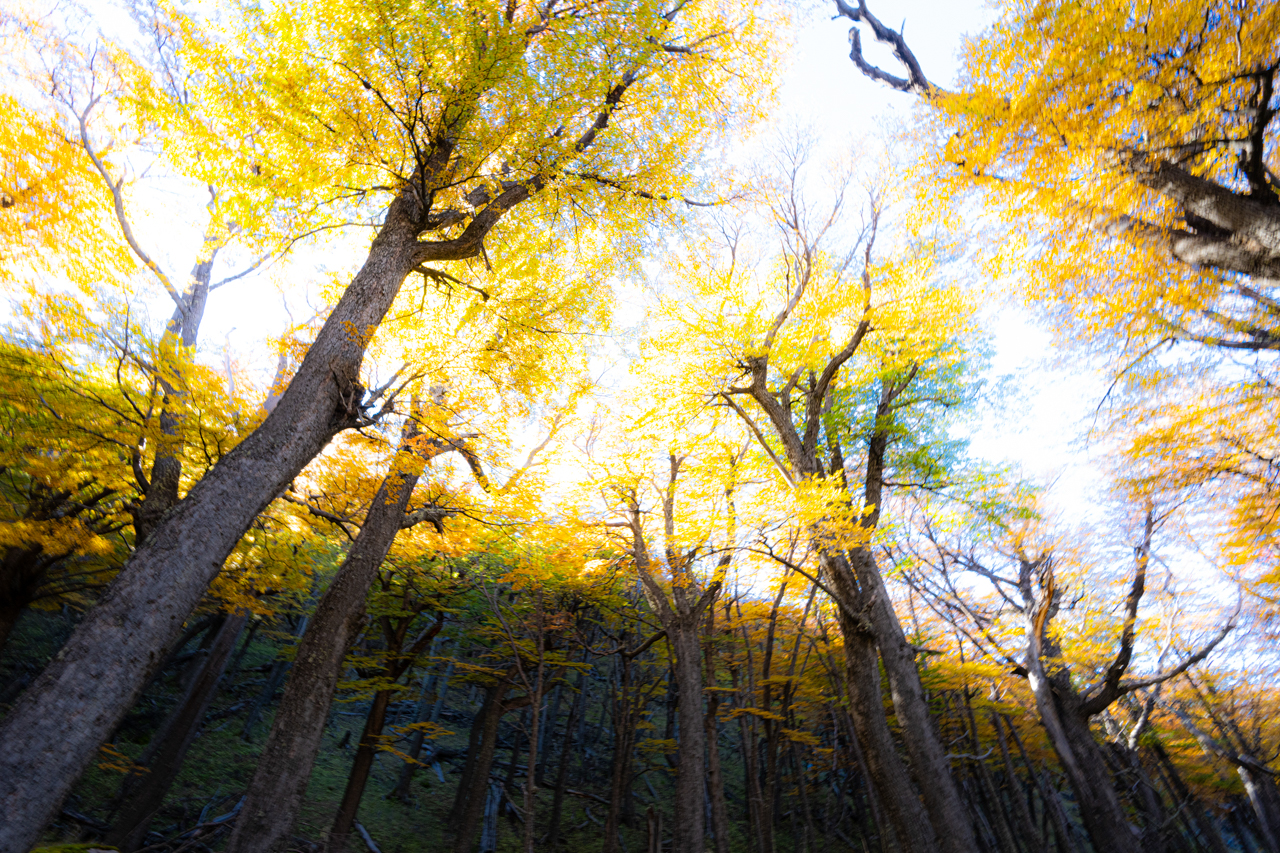 Lenga Forest