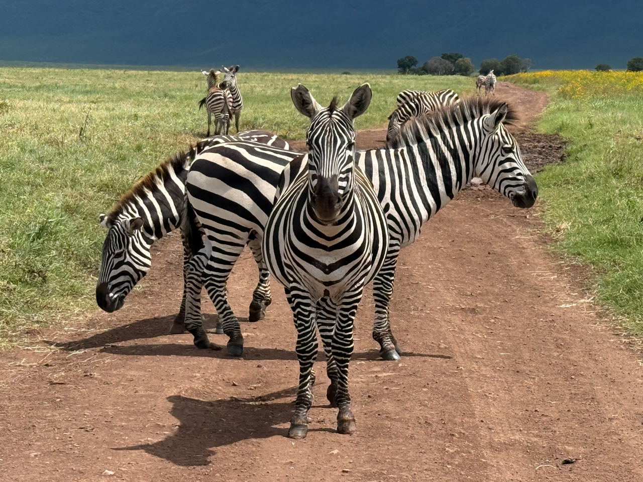 Zebra's