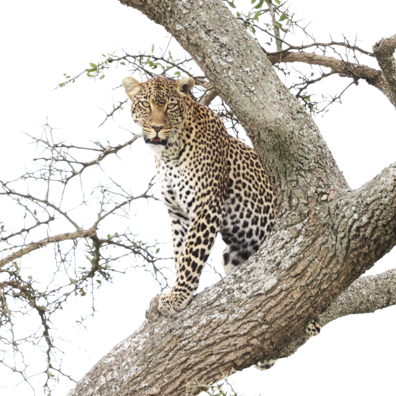 Leopard