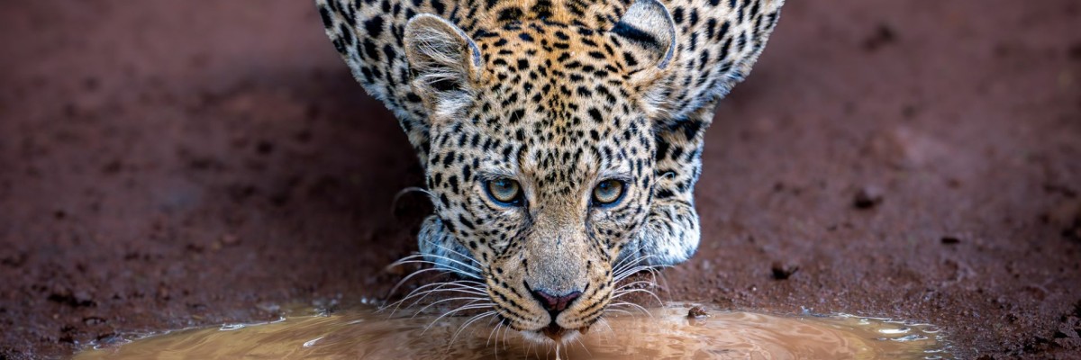Tanzania Trip Report (April 19 - May 4, 2026)