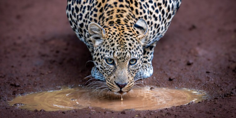 Tanzania Trip Report (April 19 - May 4, 2026)
