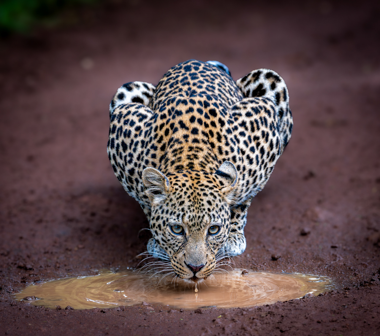 Leopard
