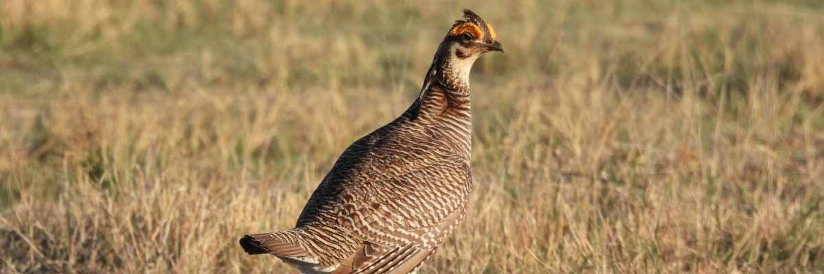 Colorado Grouse Trip Report (April 14 - 25, 2026)