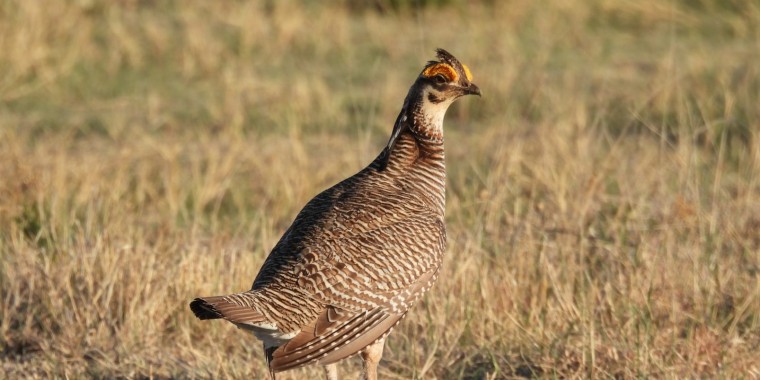 Colorado Grouse Trip Report (April 14 - 25, 2026)