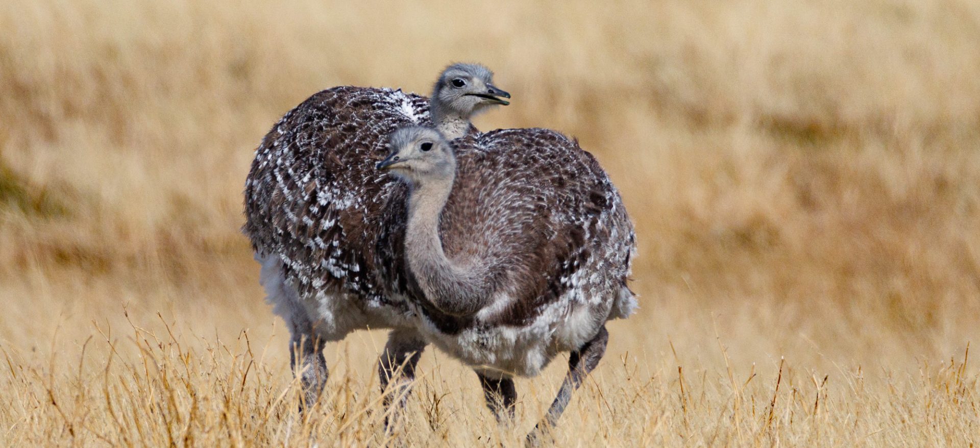Patagonia Photo Tour Trip Report (Apr 2026) - Eagle-Eye Tours