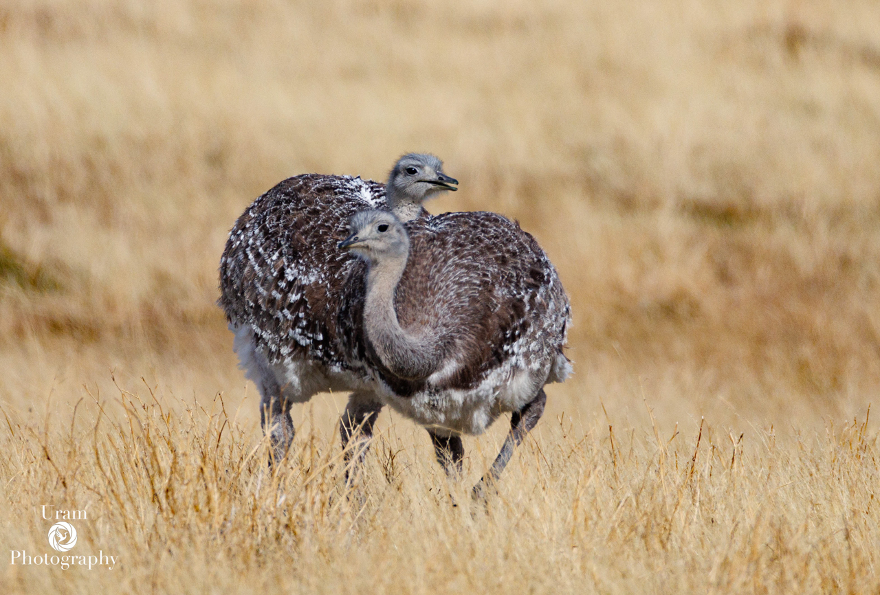 Lesser Rhea