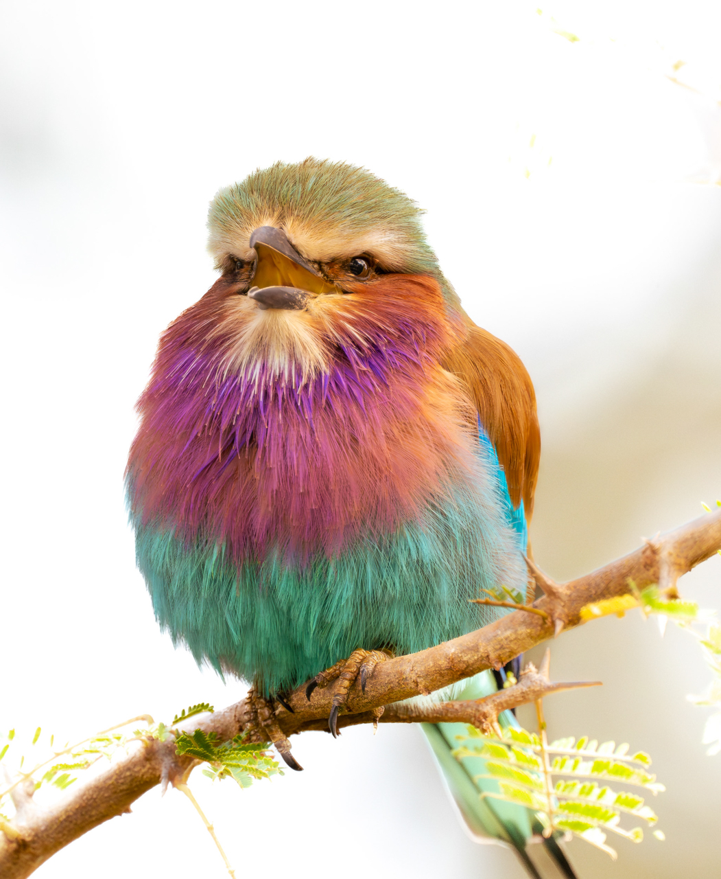 Lilac-breasted Roller