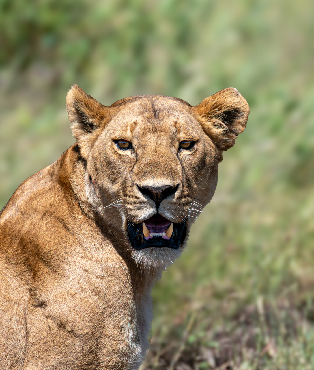 Lion