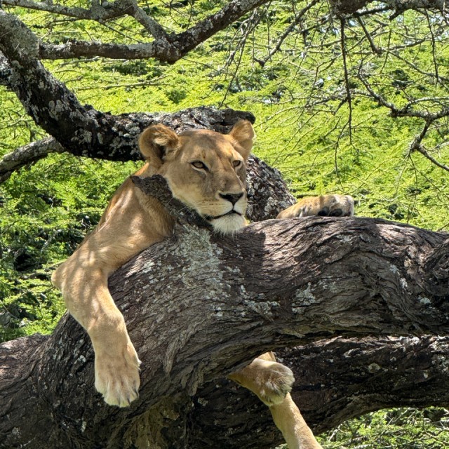 Lioness, Ndutu
