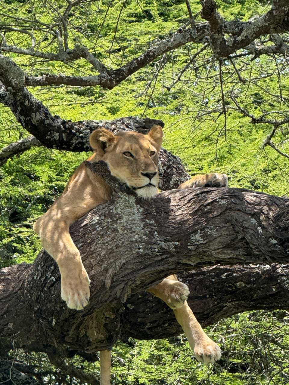 Lioness, Ndutu 