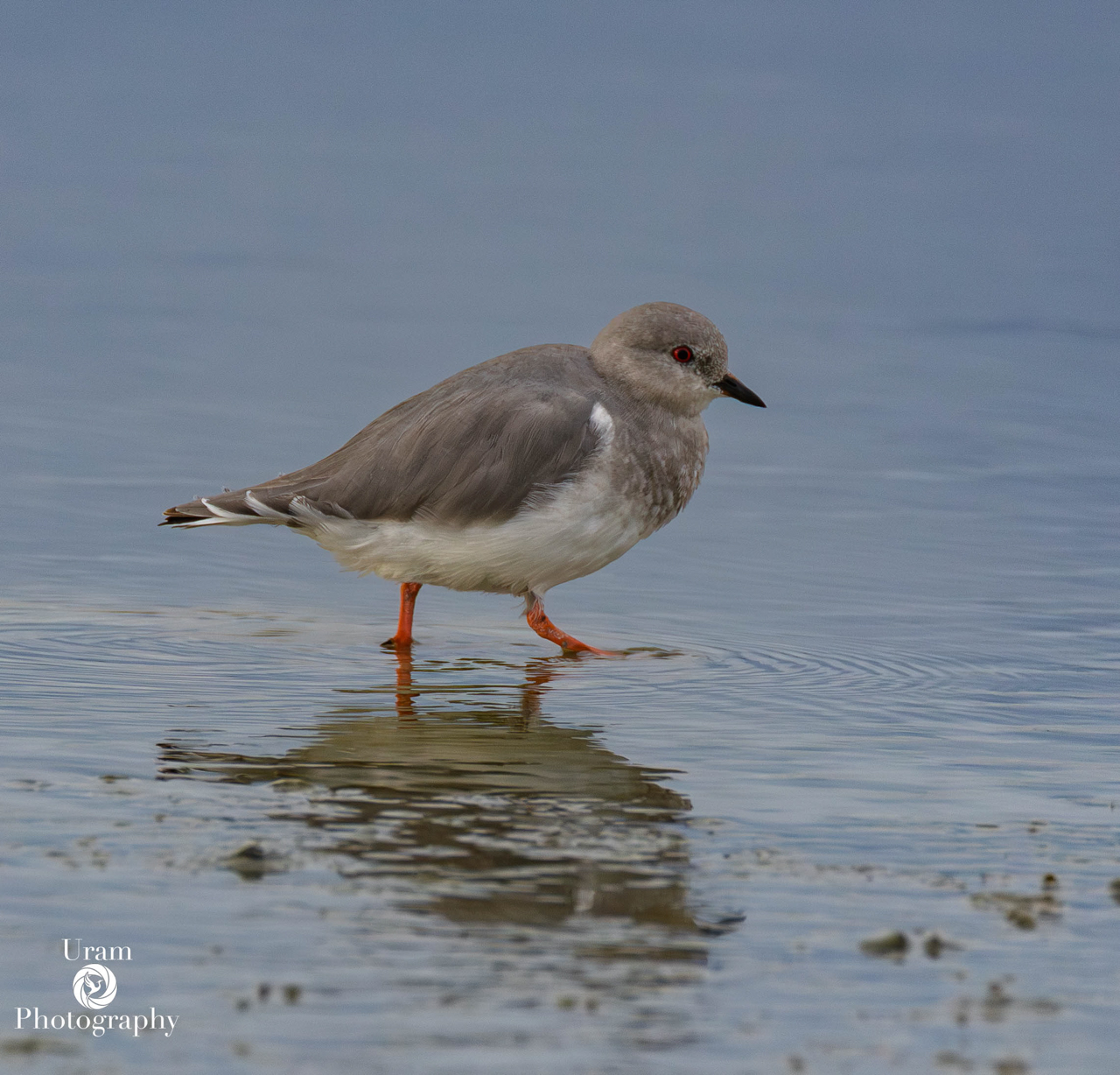 Magellanic Plover