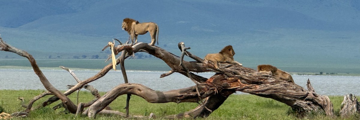 Tanzania Trip Report (Apr 1 - 16, 2026)