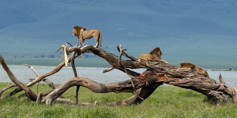 Tanzania Trip Report (Apr 1 - 16, 2026)