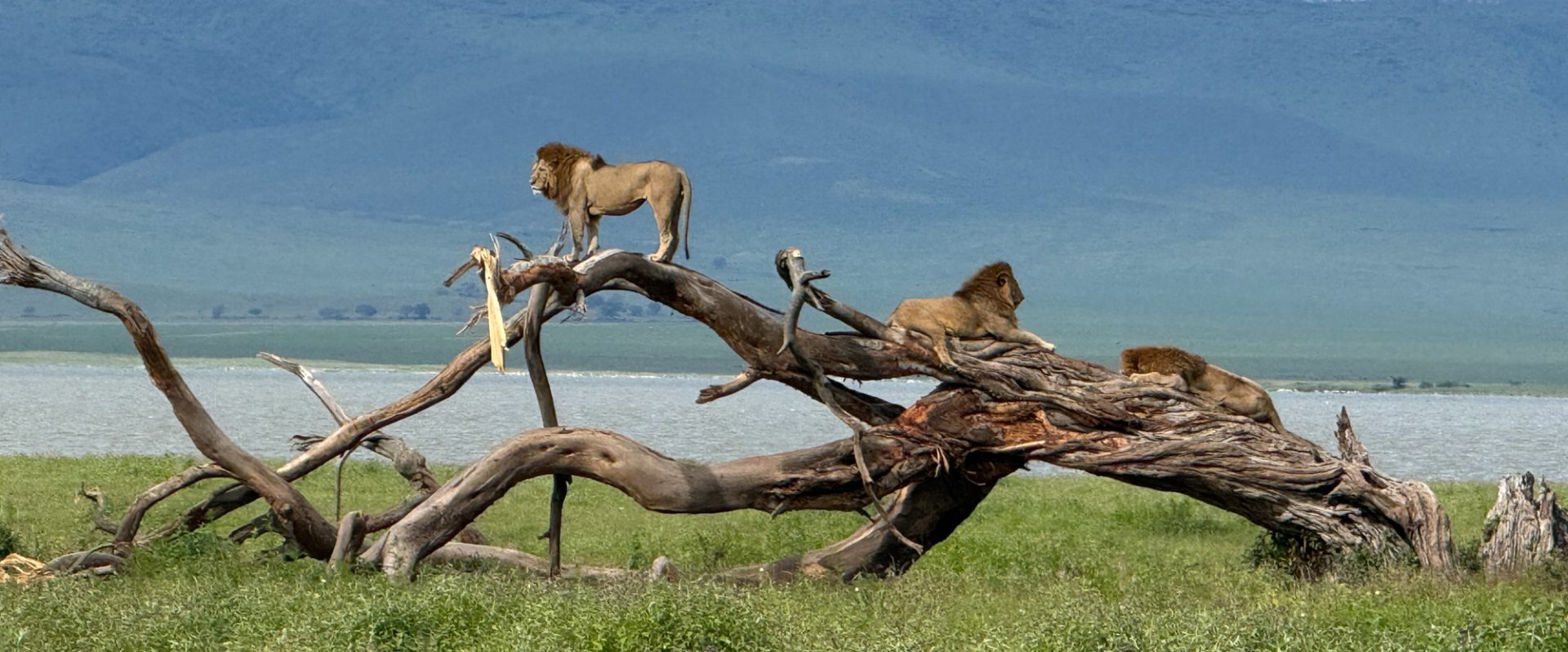 Tanzania Trip Report (Apr 1 – 16, 2026)