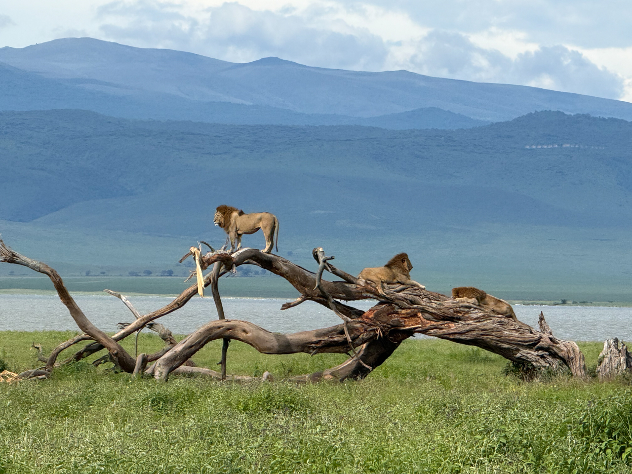 Males lions, Ngorongoro