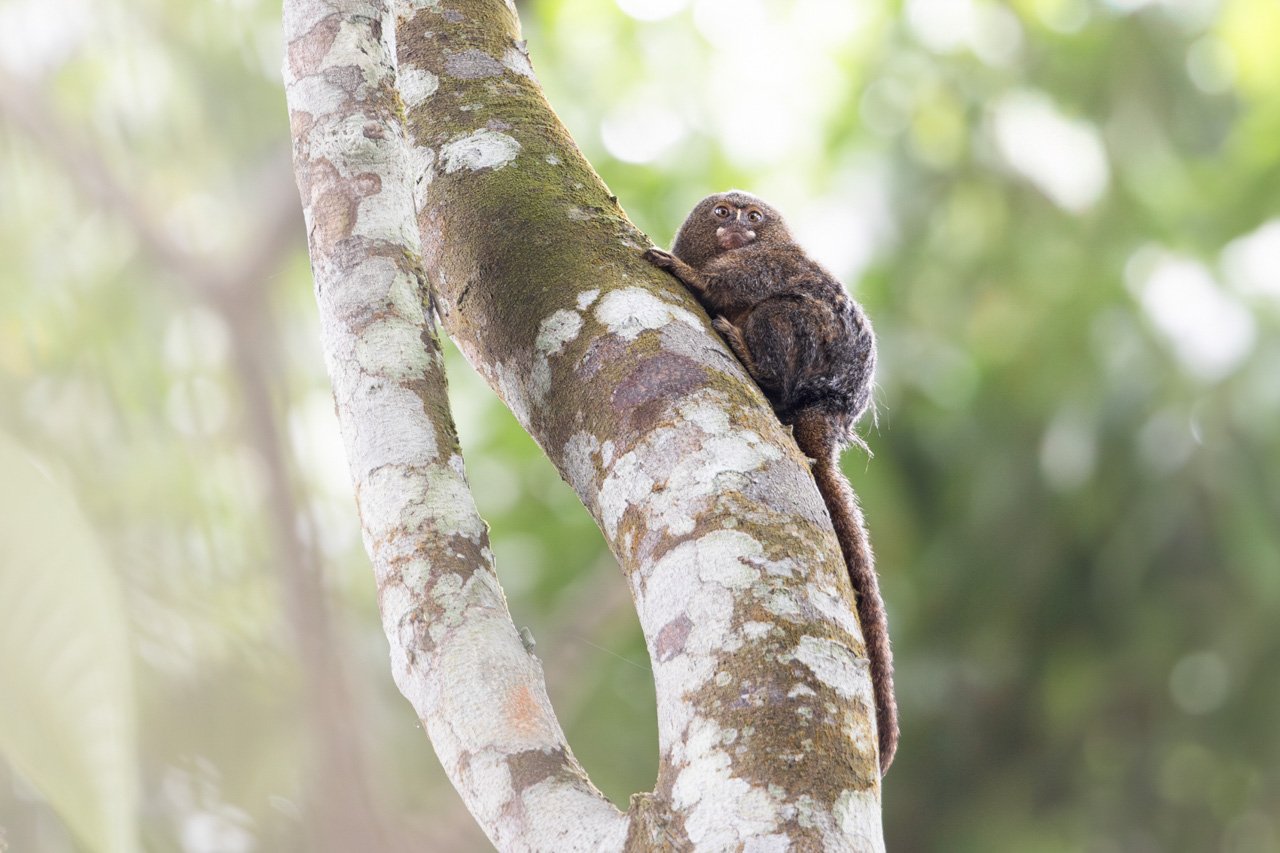 Marmoset