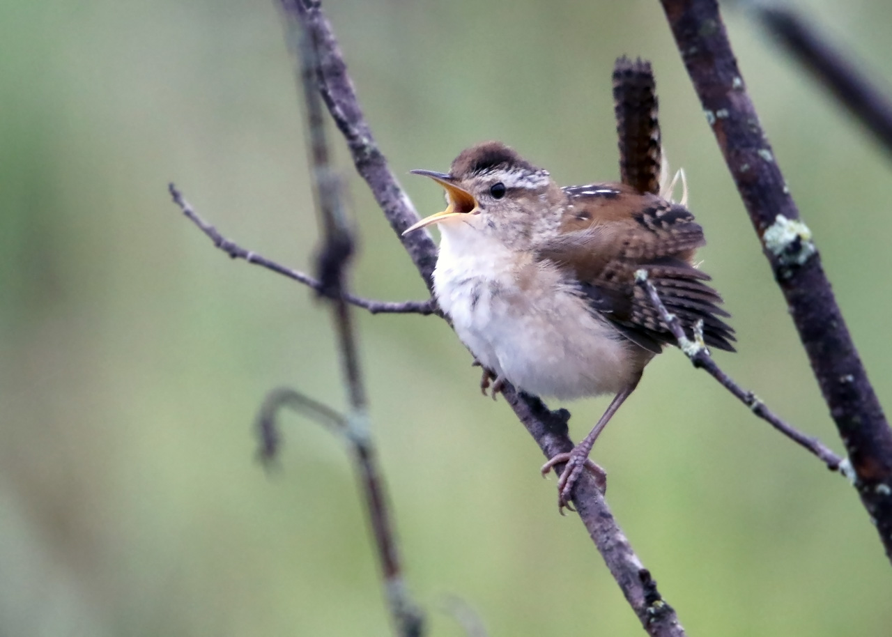 Marsh Wren
