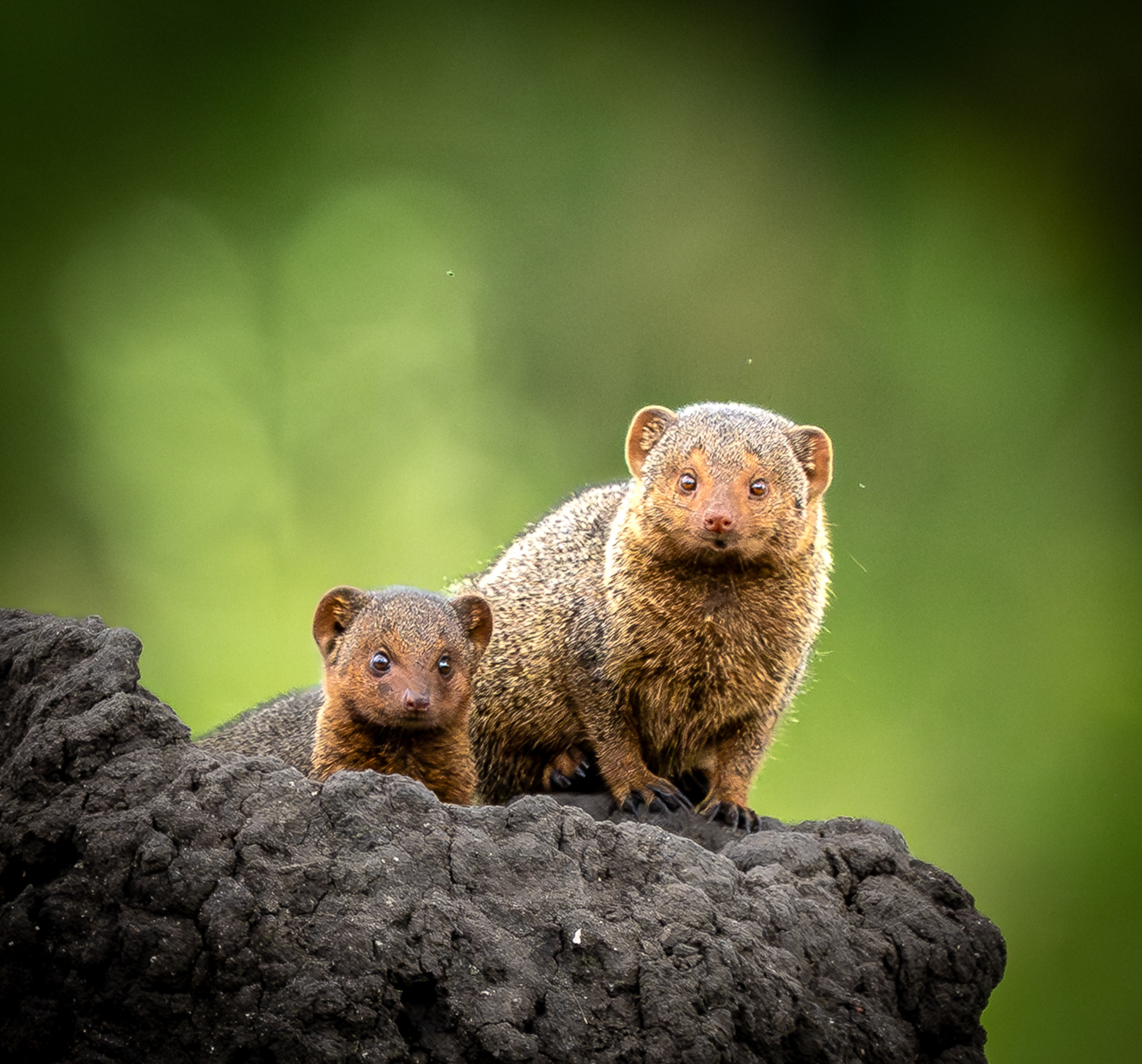 Mongoose