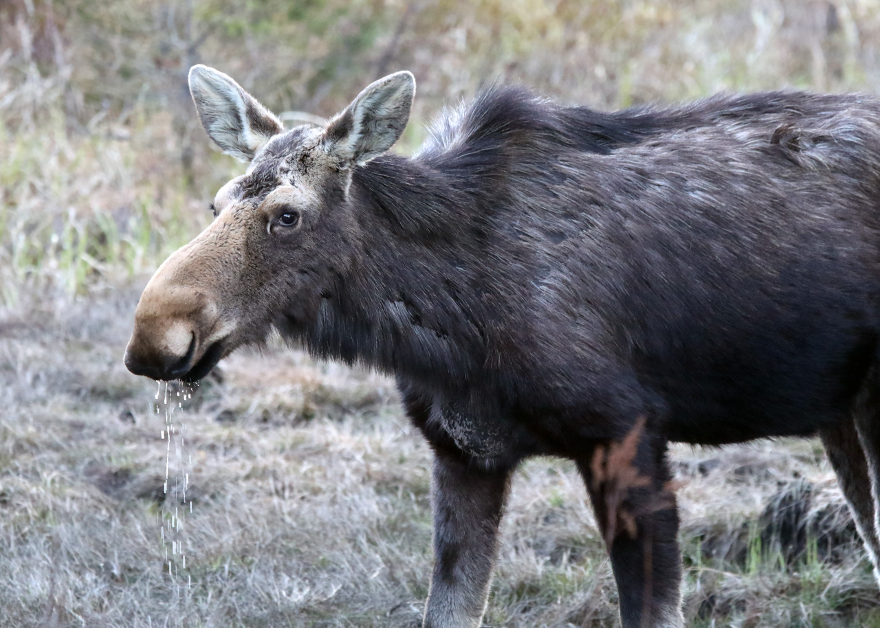 Moose