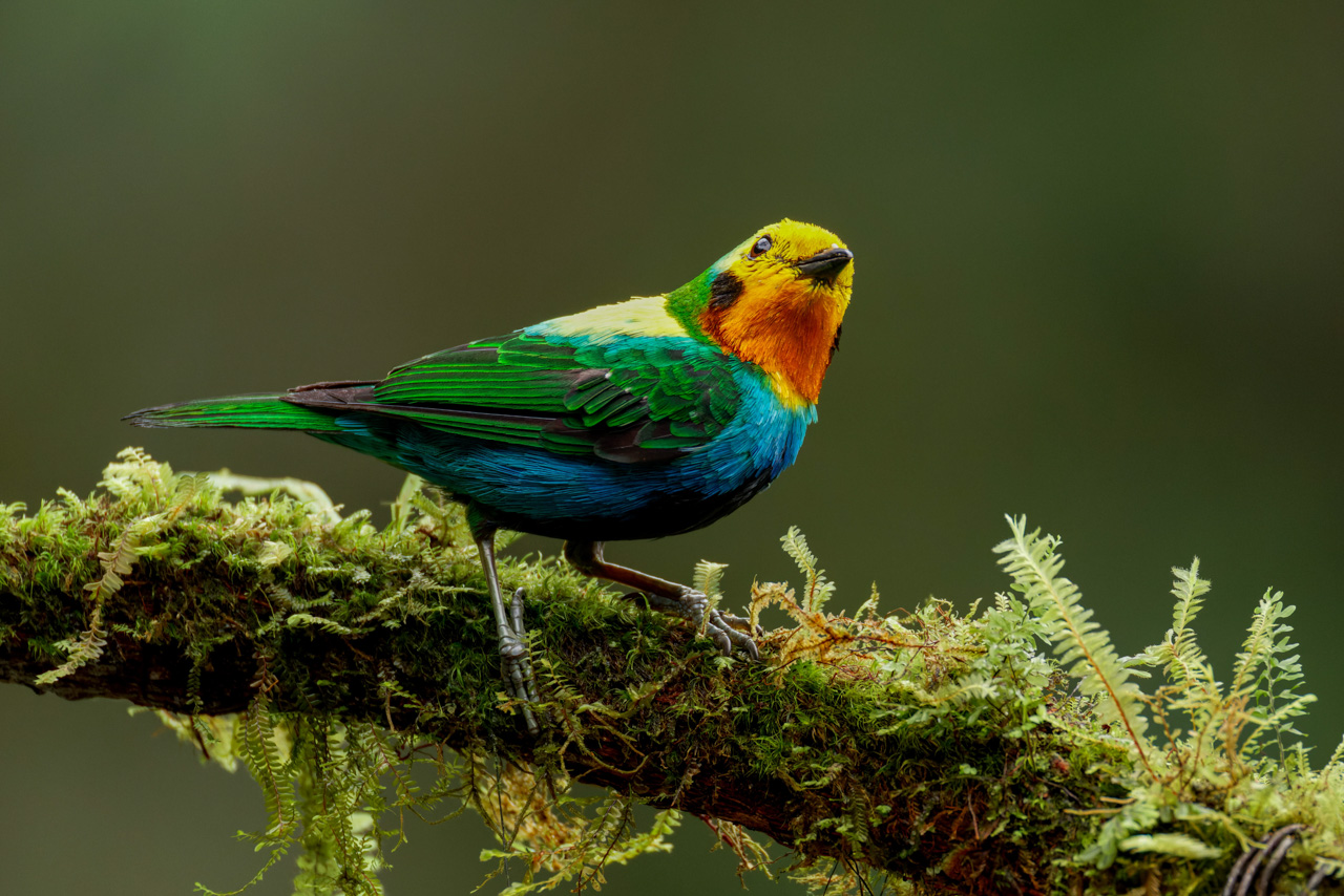Multi-colored Tanager