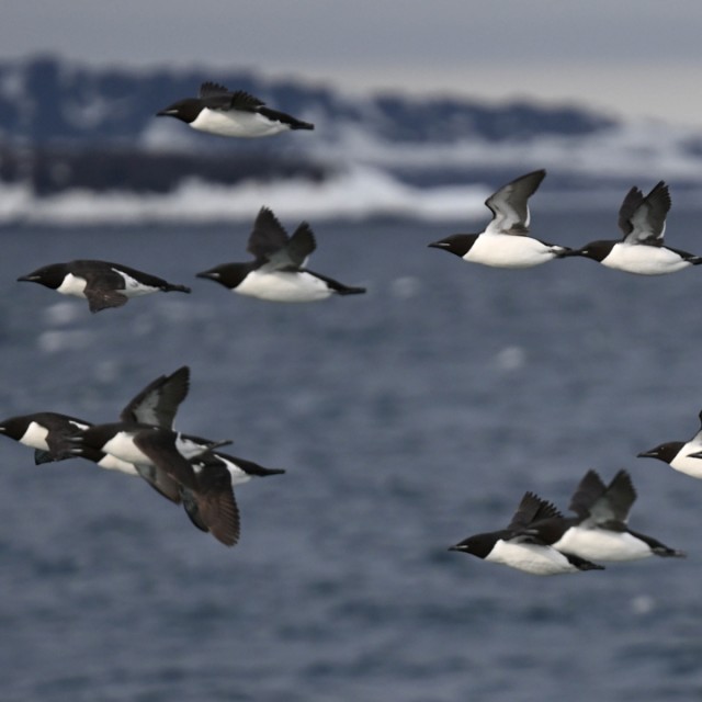 Murres